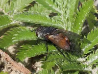 Foto: Peleteria rubescens Hoek van Holland (21jul2026)              